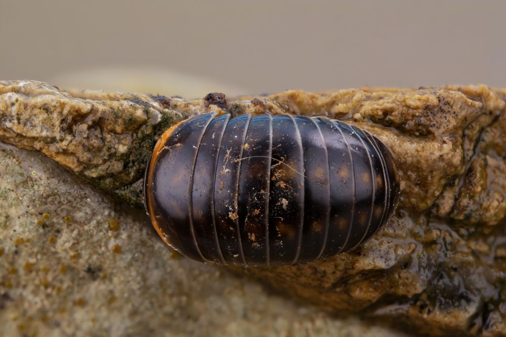 Glomeridae - Glomeris romana
